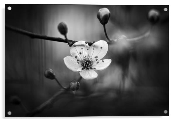 Cherry Blossom in Black and White Acrylic by Mike Evans