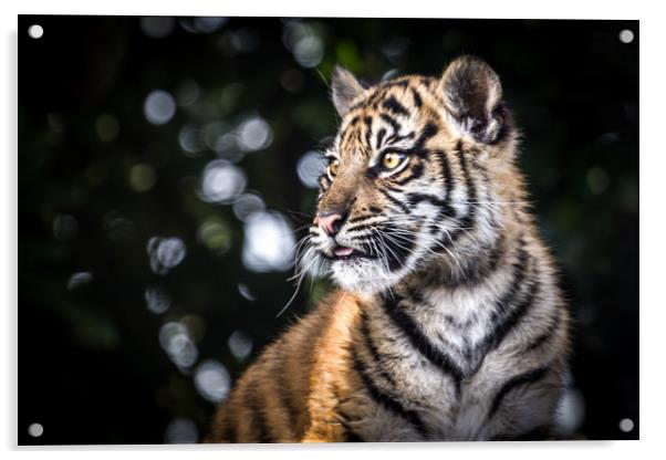 Sumatran Tiger Cub. Acrylic by Mike Evans