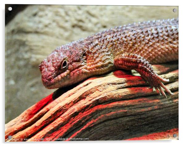 Majestic Skink Lizard: Up Close and Personal Acrylic by Kevin Maughan