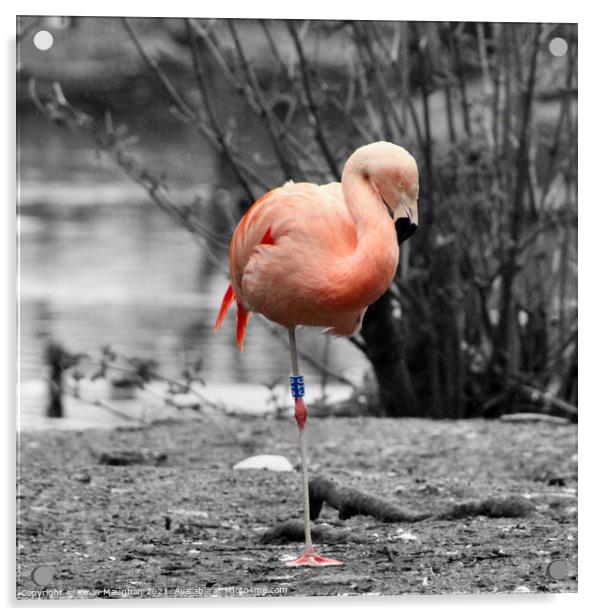 Graceful Flamingo Resting by the Water Acrylic by Kevin Maughan
