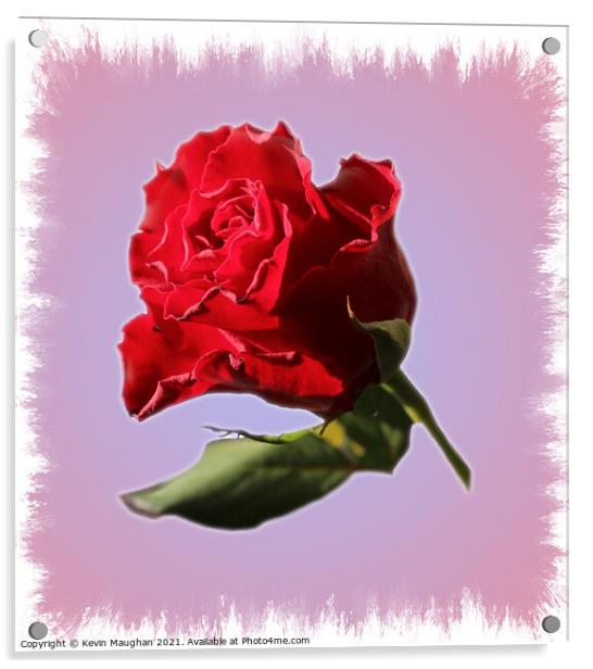A Single Red Rose Acrylic by Kevin Maughan