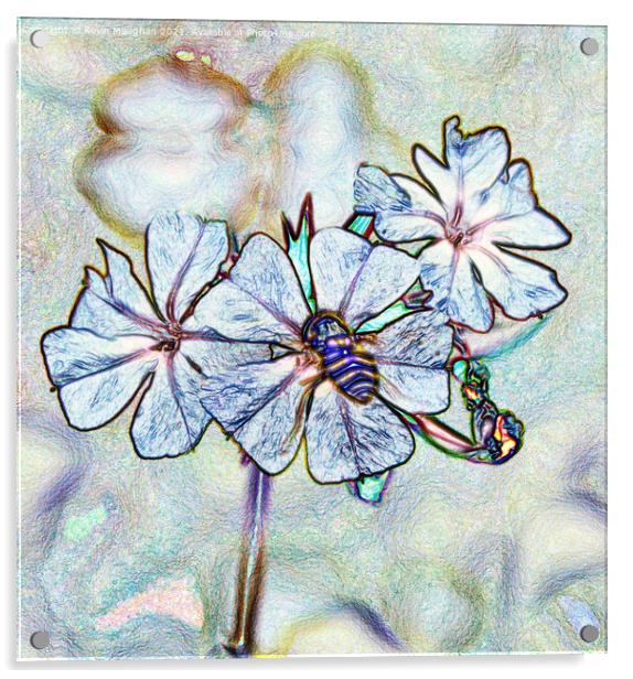 Garden Phlox Flower (Digital Art) Acrylic by Kevin Maughan