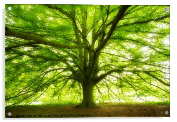 Fern-leaved Beech Tree Acrylic by Tony Howell
