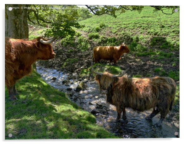 A herd of Highland Cattle in a Stream Acrylic by Philip Brown
