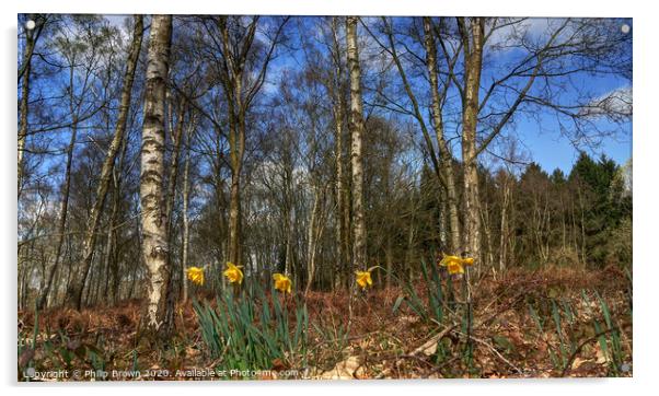 Daffodils in Woods Acrylic by Philip Brown