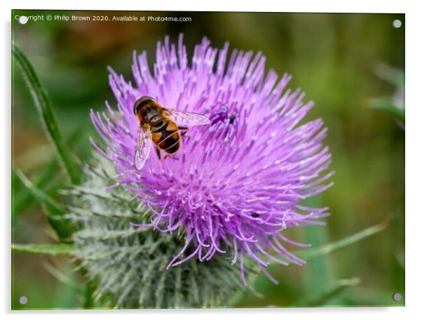 A Hover Fly on the magnificent Spear Thistle 2 Acrylic by Philip Brown