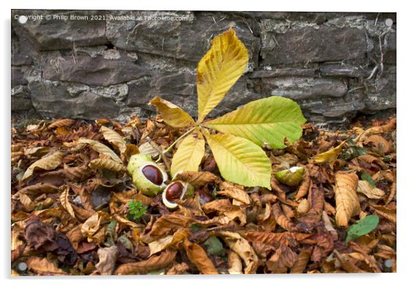 A Fallen Conkers in Autumn Colours Acrylic by Philip Brown
