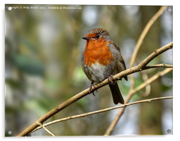 Robin Redbreast Acrylic by Philip Brown