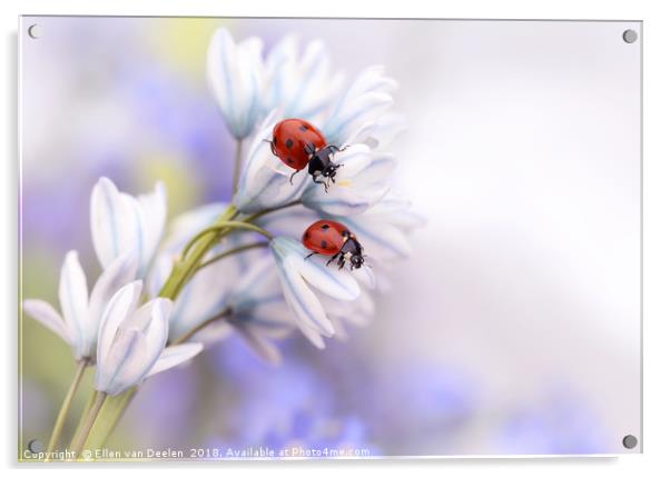 Ladybirds Acrylic by Ellen van Deelen