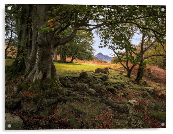 Autumn Colours in Glen Sannox Acrylic by David Brookens