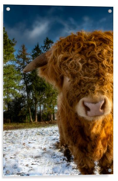 Highland Cow with a Cheeky Look Acrylic by Duncan Loraine