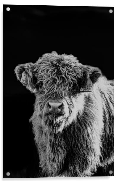 A Highland Cow looking at the camera Acrylic by Duncan Loraine