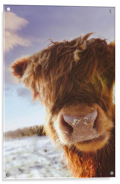 A Cheeky Highland Cow - Coo Acrylic by Duncan Loraine