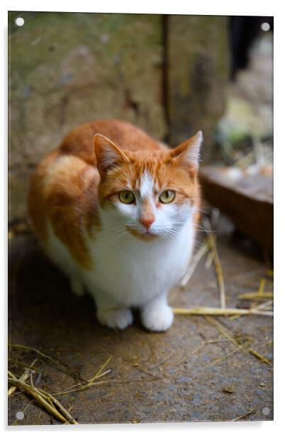 The Curious Farm Cat Acrylic by Duncan Loraine