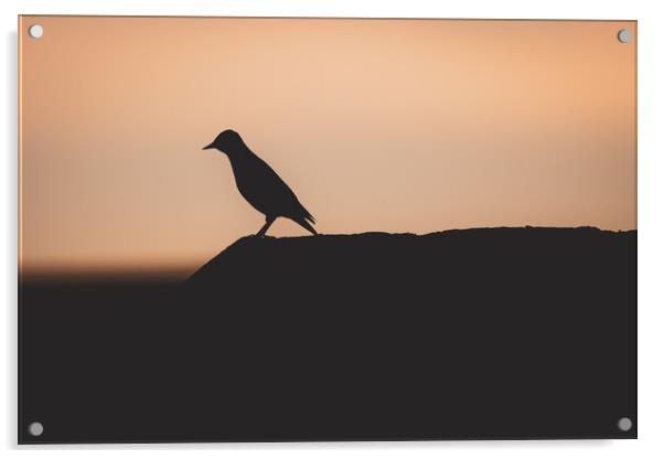 Starling Silhouette at Sunset Acrylic by Duncan Loraine