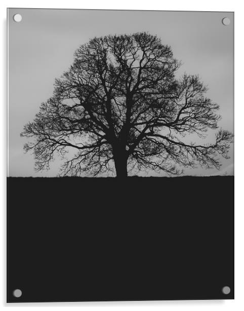 Oak Tree Acrylic by Duncan Loraine