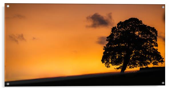 Sunset Tree Acrylic by Duncan Loraine