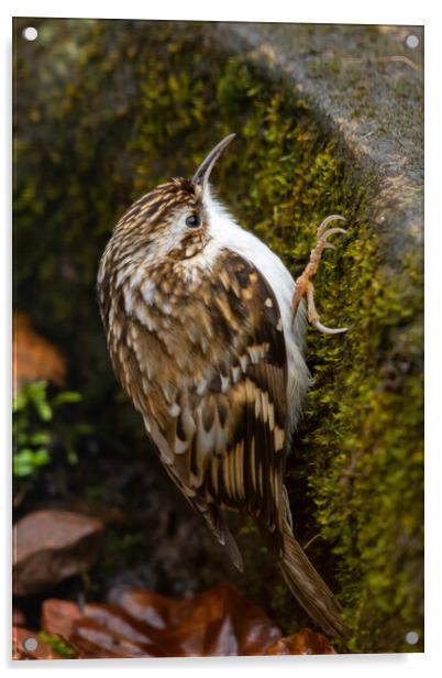 Tree Creeper Acrylic by Duncan Loraine