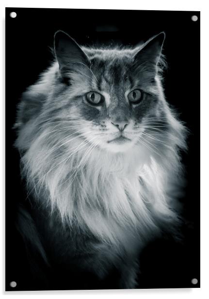 Norwegian Forrest Cat - Black & White  Acrylic by Duncan Loraine