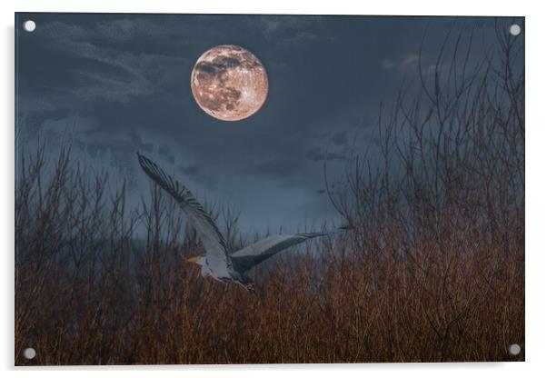 Heron in the Moonlight Acrylic by Duncan Loraine