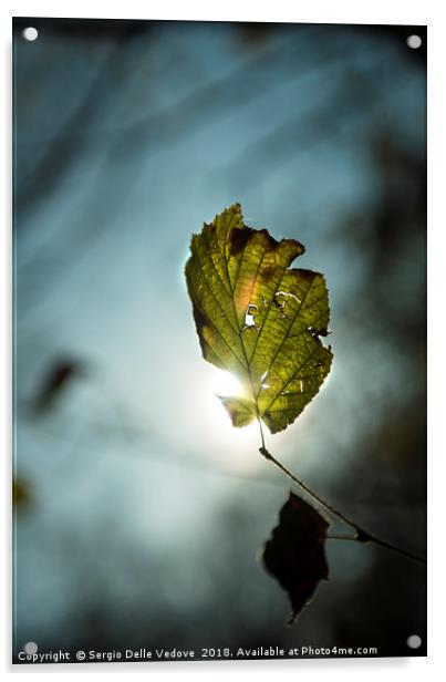 Leaf in autumn Acrylic by Sergio Delle Vedove