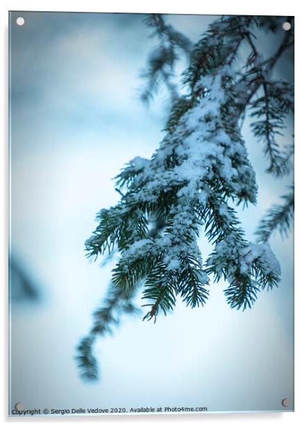 pine branches with snow Acrylic by Sergio Delle Vedove