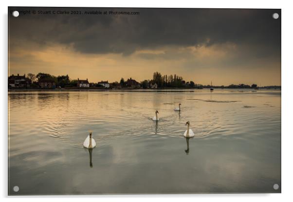 Swans at Bosham Harbour Acrylic by Stuart C Clarke