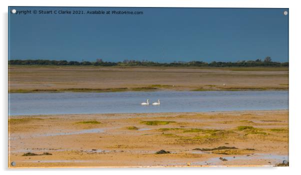 Swans at Pagham Harbour  Acrylic by Stuart C Clarke