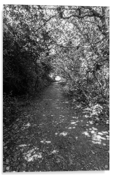 Tree tunnel Acrylic by Stuart C Clarke