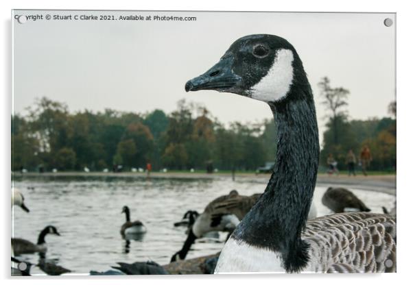 Canadian Goose Acrylic by Stuart C Clarke
