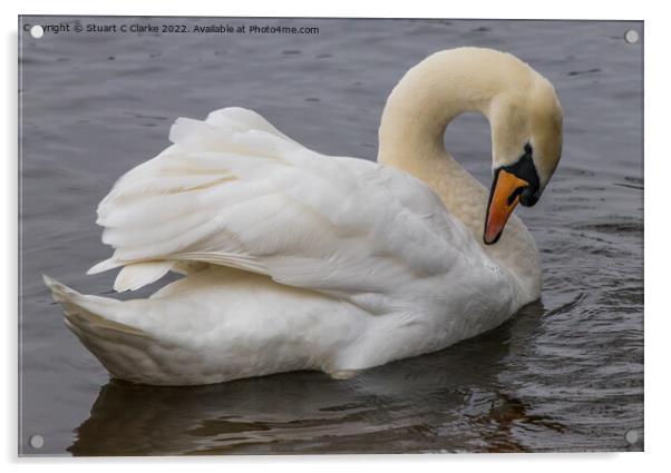 Swan Acrylic by Stuart C Clarke