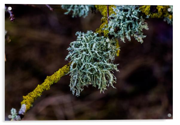 Lichen Acrylic by Stuart C Clarke