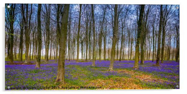 Bluebell Woods, West Sussex Acrylic by Stuart C Clarke