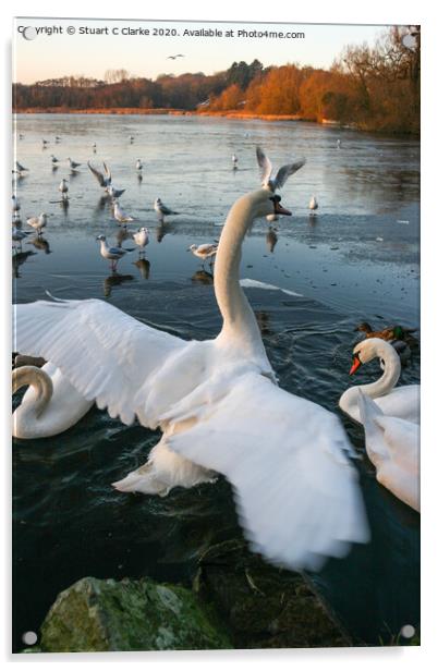 Swans at Groby Pool Acrylic by Stuart C Clarke