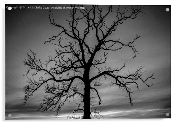 Tree silhouette Acrylic by Stuart C Clarke