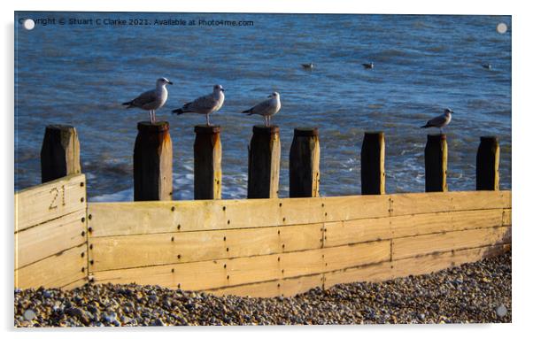 Seagulls Acrylic by Stuart C Clarke