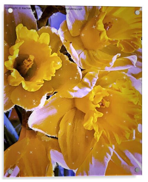 Daffodils 🌼  Acrylic by Rachael Smith