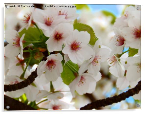 Cherry Blossom Tree Framed Photo Print Acrylic by Cherise Man