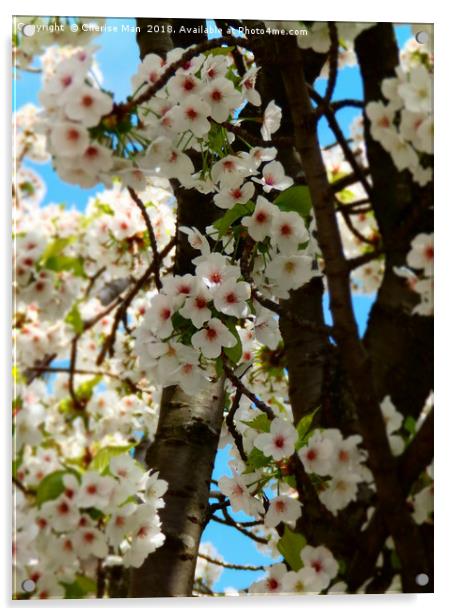 Cherry blossom flowers framed photo print Acrylic by Cherise Man