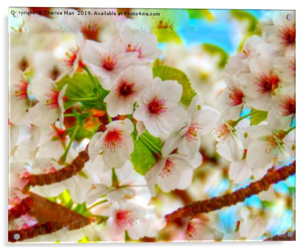 Macro HD flowering cherry blossom tree   Acrylic by Cherise Man