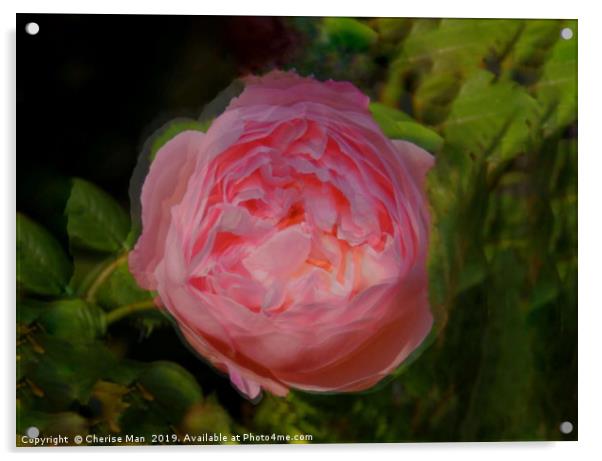 Pink rose flower  Acrylic by Cherise Man