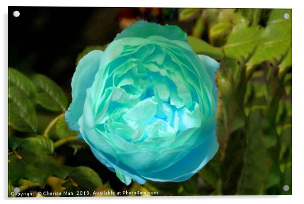 Blue rose flower Acrylic by Cherise Man