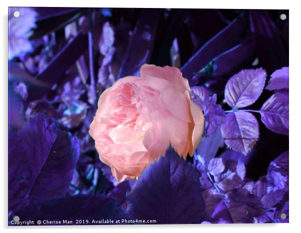 A single pink rose flower Acrylic by Cherise Man