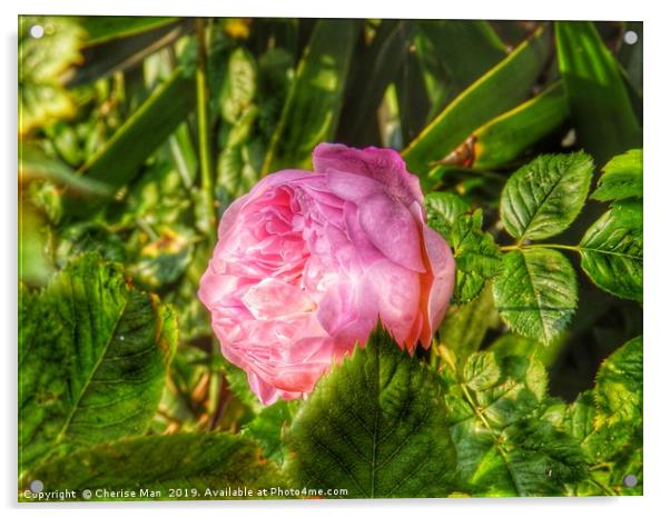A single pink rose flower in hdr          Acrylic by Cherise Man