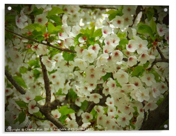 Flowering cherry blossom tree Acrylic by Cherise Man
