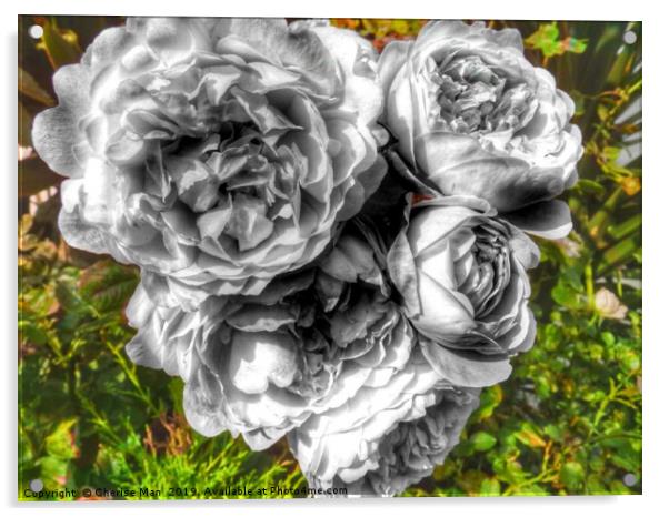 A black and white bouquet of pink rose flowers Acrylic by Cherise Man