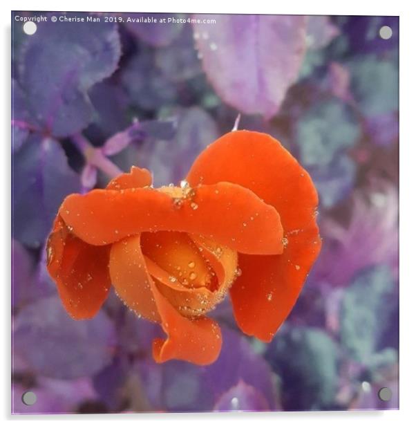 A closed orange rose flower  Acrylic by Cherise Man