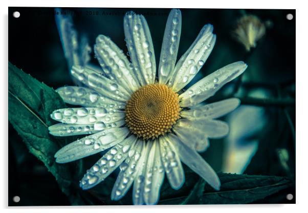 Daisy flower covered with raindrops Acrylic by NKH10 Photography