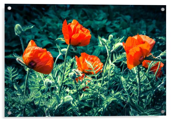 Sunlit Poppy Flowers  Acrylic by NKH10 Photography