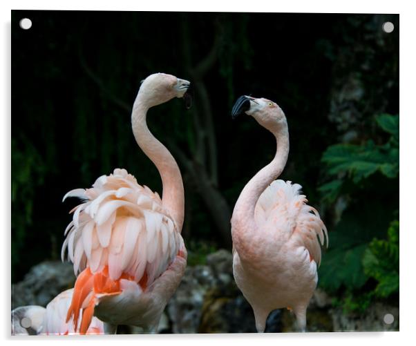 Two Flamingos Acrylic by NKH10 Photography